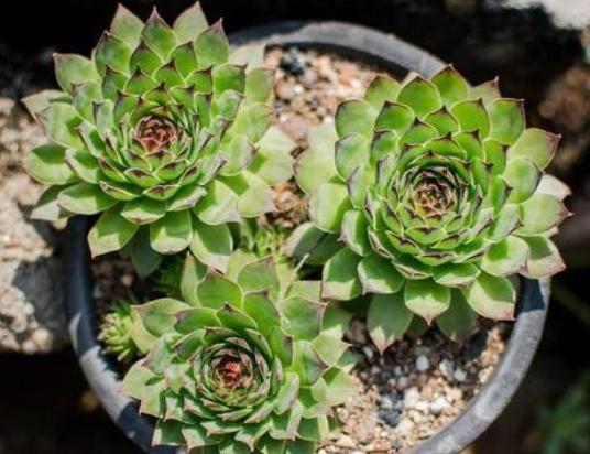 多肉养殖知识,多肉植物养护养花小知识