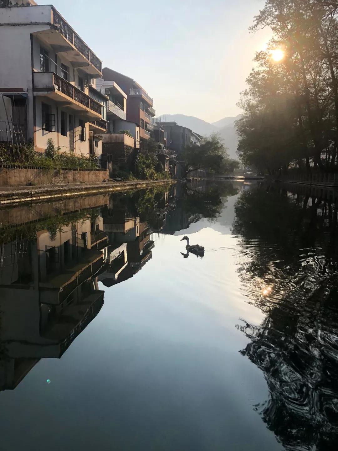 西龙溪畔的竹源榕树下