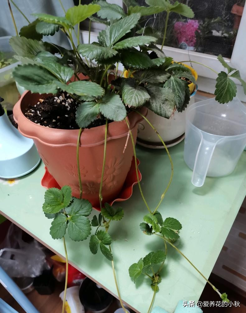 夏天草莓长藤会结果么,夏天草莓生出一条长茎怎么处理