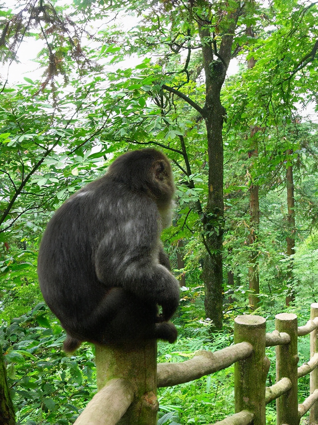 峨眉山防猴方法,峨眉山怎么防御猴子
