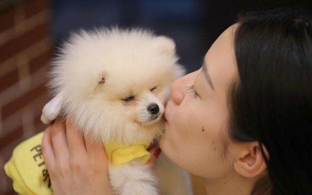 博美狗狗舔你代表什么,博美怎么老是喜欢舔主人的手