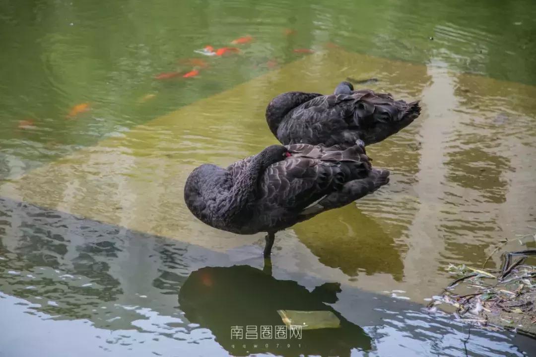 北京西路江西师大,南昌北京西路的师大附中