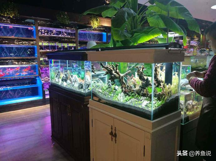 买观赏鱼应该在哪里买,现在买观赏鱼回家再小心都会死鱼