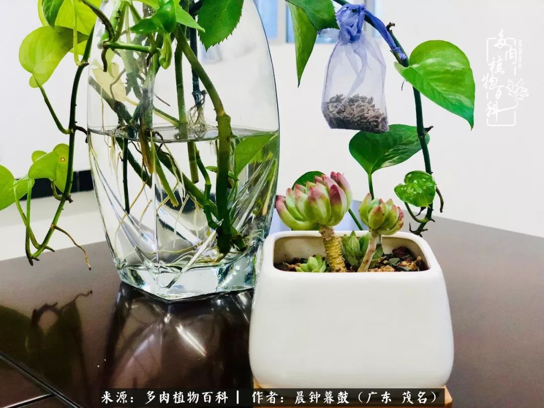 轻轻地告诉你，我的多肉也曾美过，不信你看看