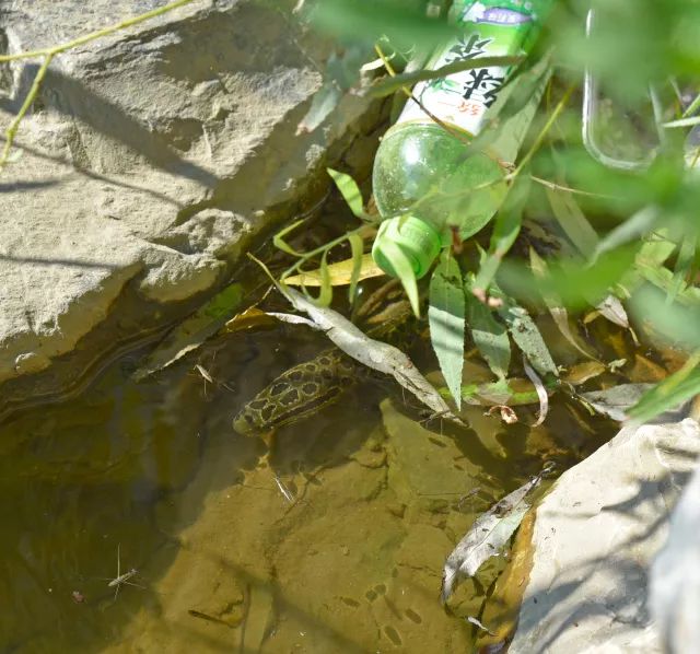 黑鱼常识,关于黑鱼的科普知识介绍