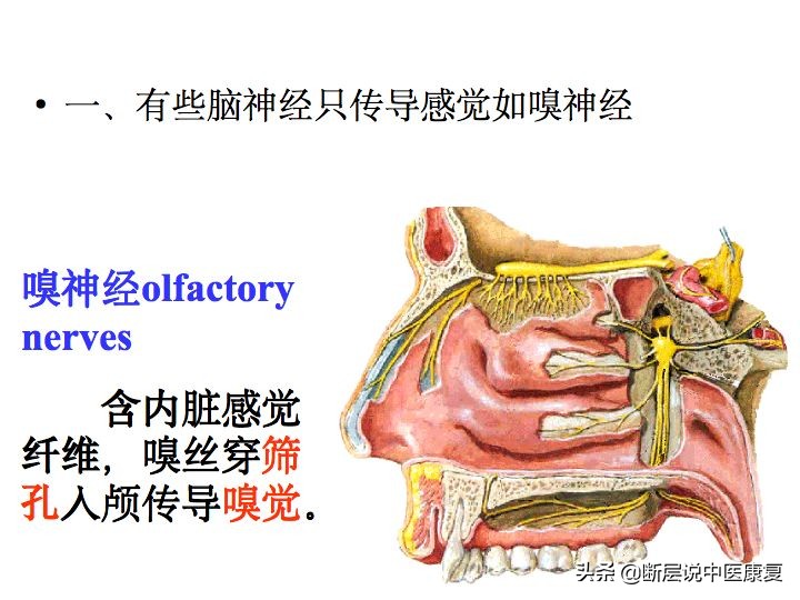 中枢神经系统断层解剖讲解,中枢神经3d解剖动画