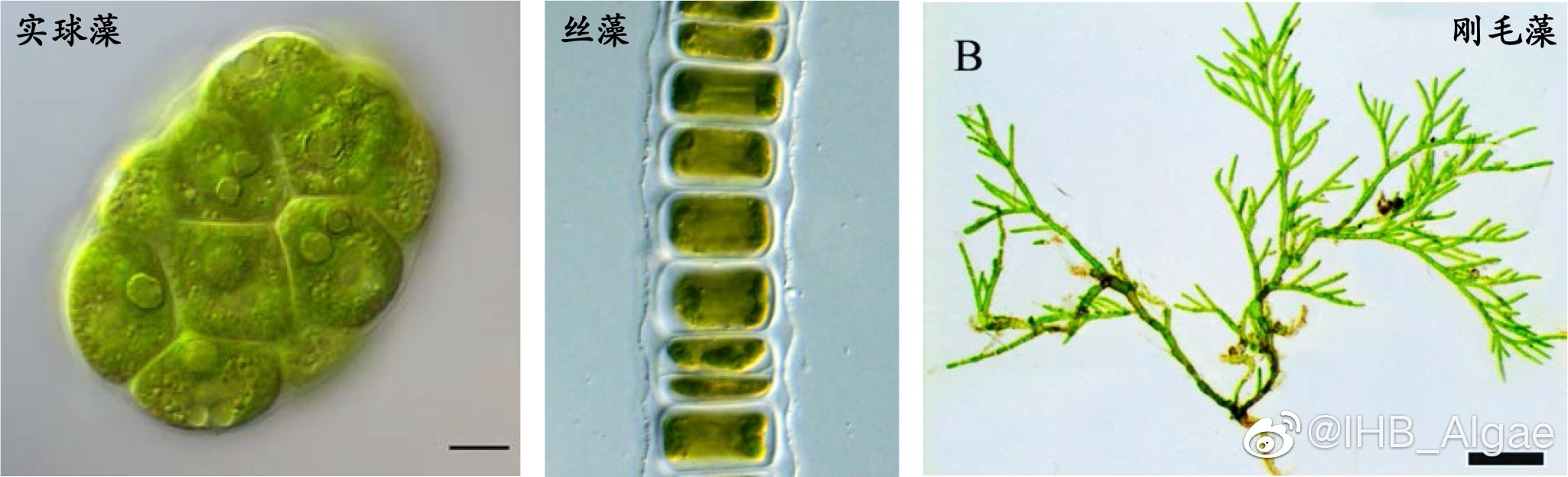 什么是藻类,什么是藻类图片