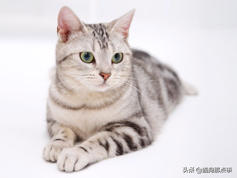 猫咪怀孕可以吃化毛球片吗,猫咪怀孕需要注意点什么