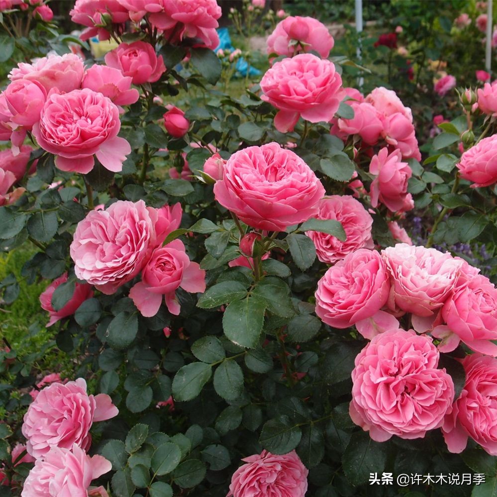 买到假月季苗怎么办,怎样网购月季不受骗