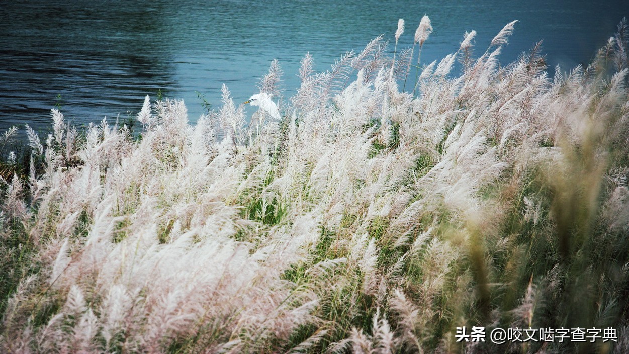 如火如荼的火和荼是什么意思,如火如荼的荼字指的是什么