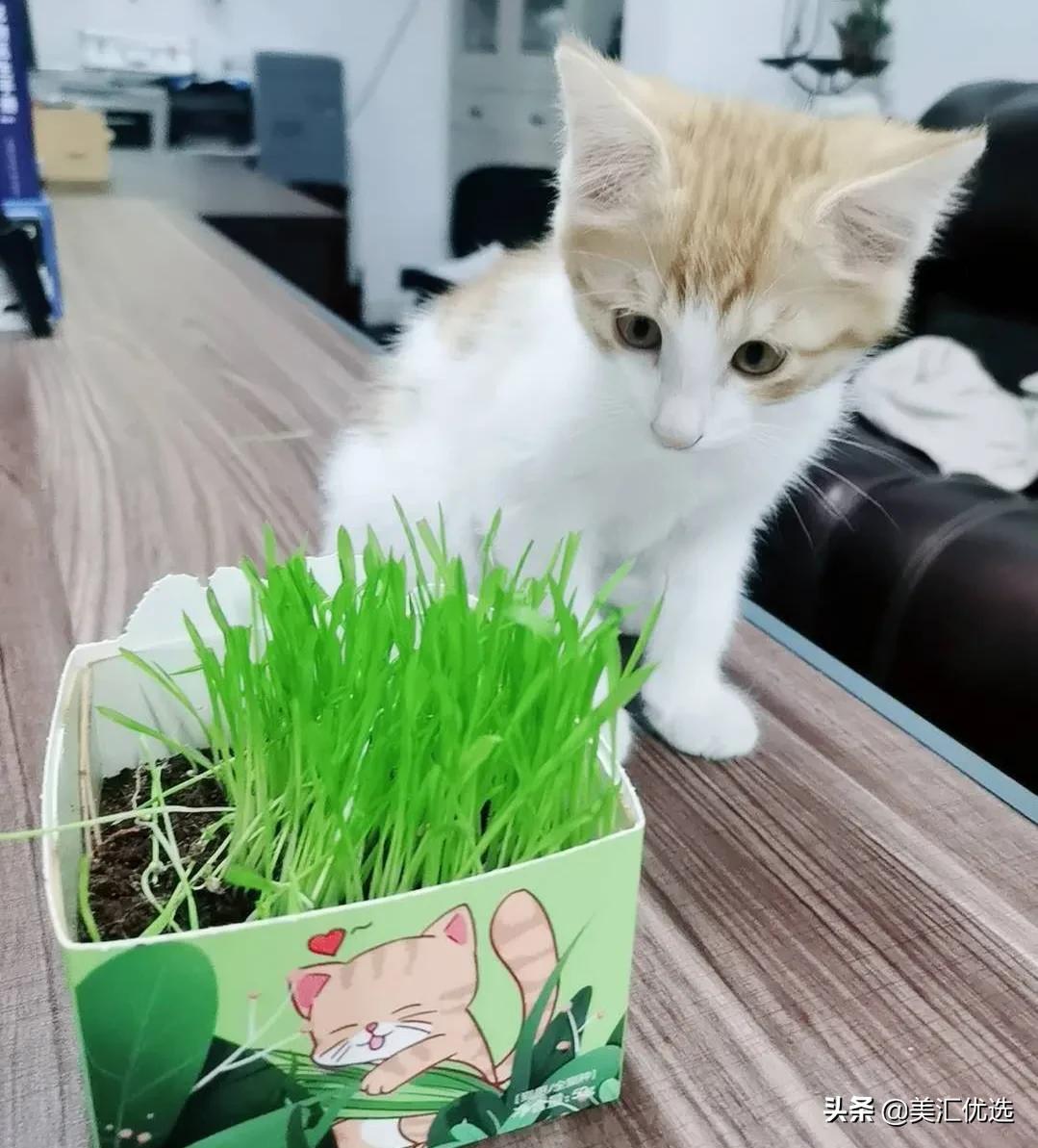 猫粮销量第一名,猫可以吃狗粮吗正确答案