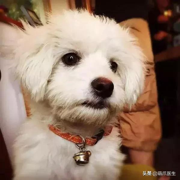 上海可带宠物入住的酒店推荐,怎么选宠物友好酒店房间