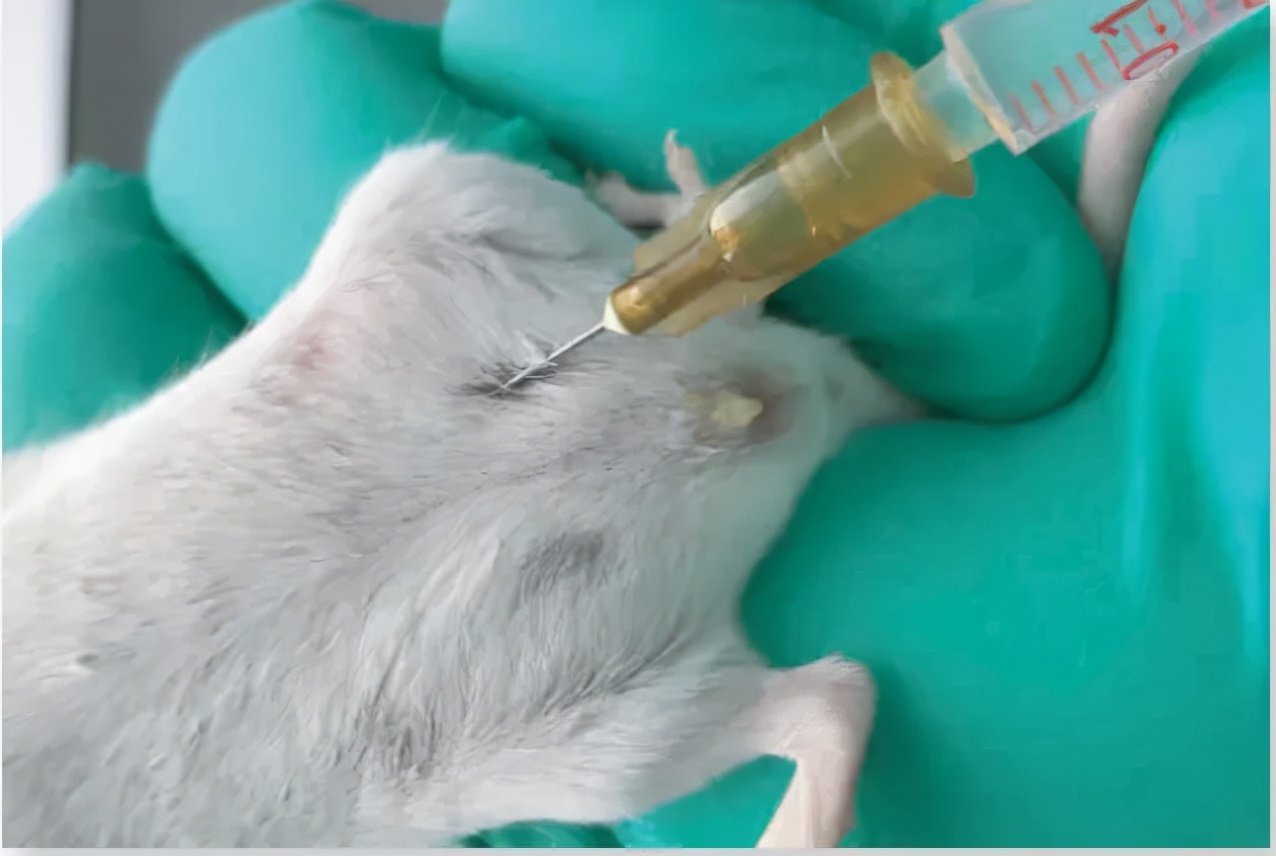 aav鎰熸煋灏忛紶瀹為獙,aav灏忛紶娉ㄥ皠鍓傞噺