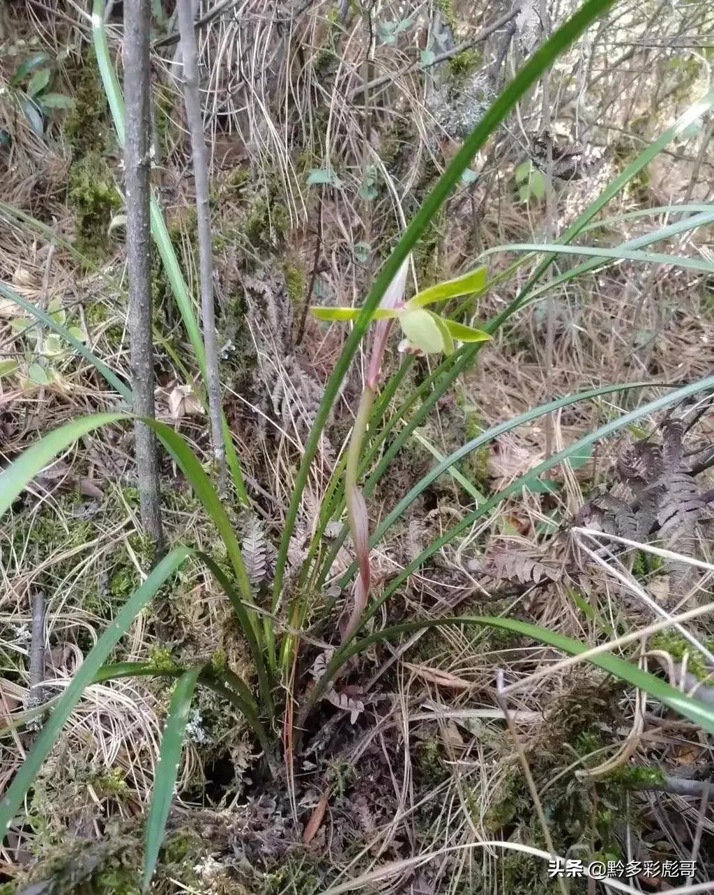 兰花品种鉴定方法,兰花的品种和鉴定方法