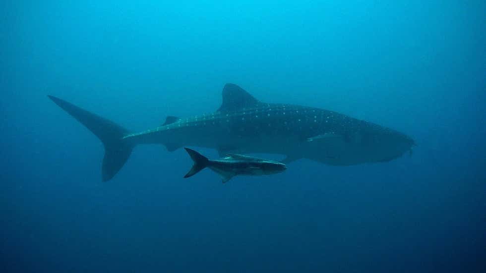 印度是什么社会制度,印度是五常吗