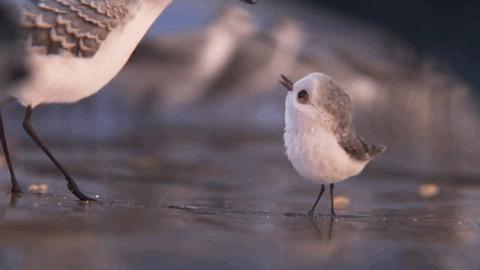 盘点8部奥斯卡动画短片,救命60秒电影