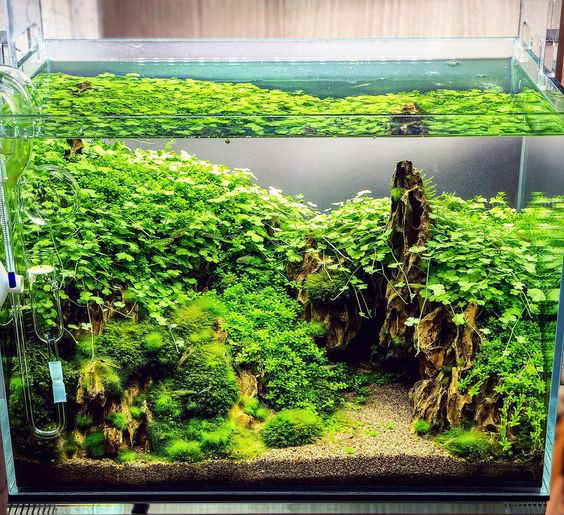 鱼缸藻类要绝了，做对2点，还你一个无藻鱼缸