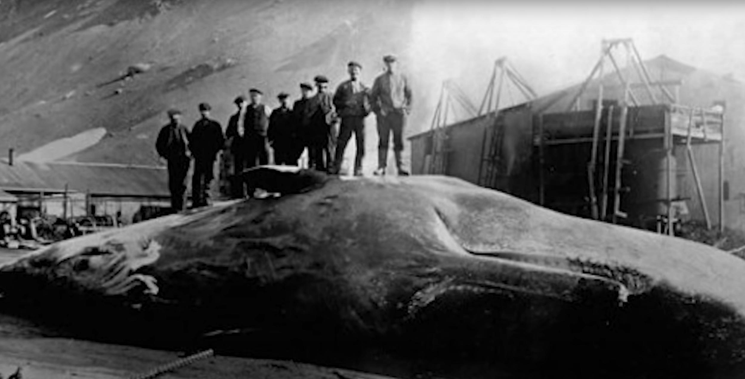 奇迹!男子被鲸吃掉,最终逃出生天,他是怎么做到的?