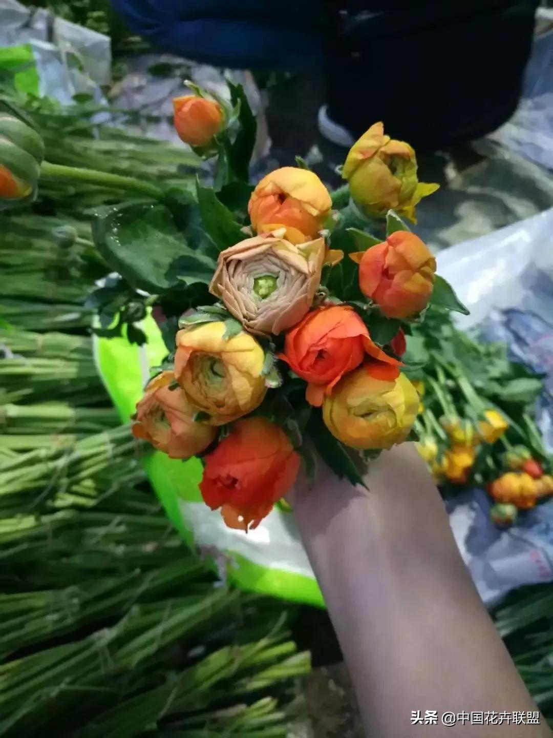 春天花市有哪些花材,便宜又大把的花材有哪些