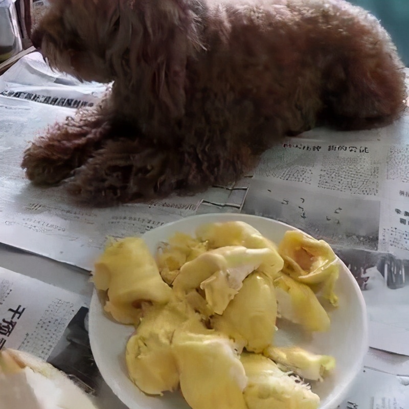 柴犬肠胃不好吃什么狗粮,狗肠胃不好吃什么牌子的狗粮好