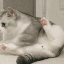 为什么猫咪在发情期间喜欢到处乱尿，并且气味比平时的尿液难闻？