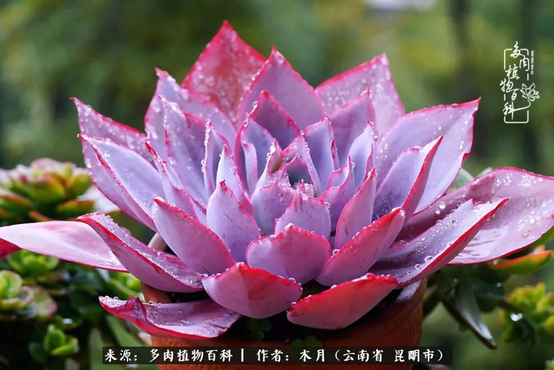 浅冬多肉，终有美好在等候