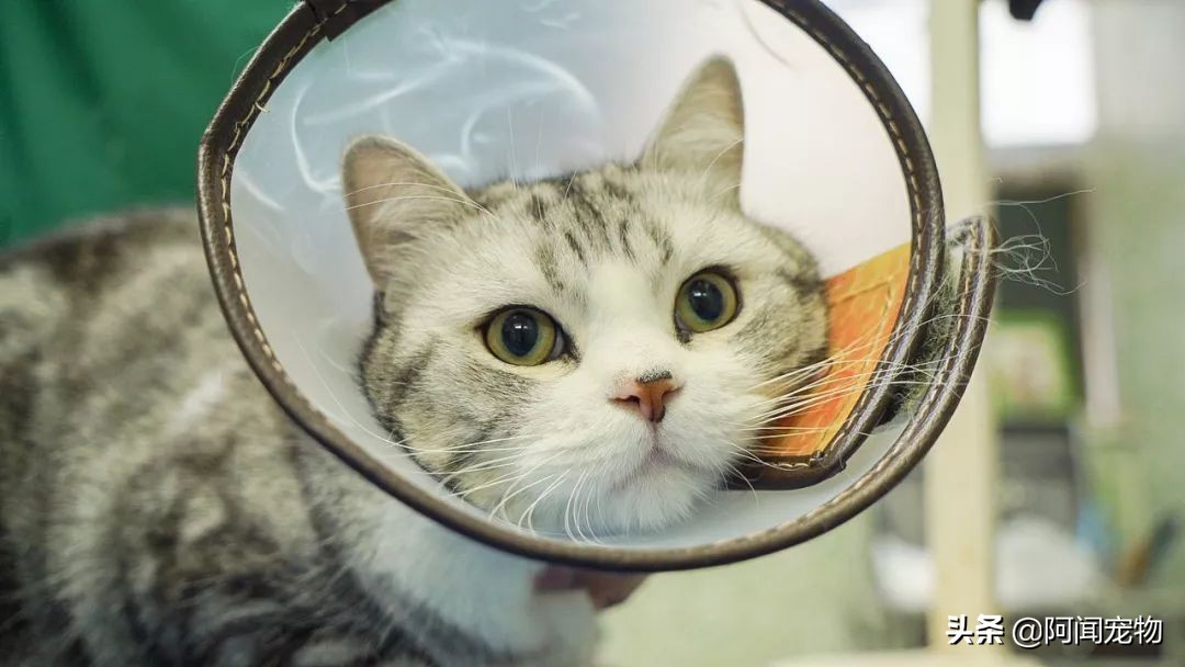 看完猫你还想养吗,养猫咪怎么最省钱也能吃好