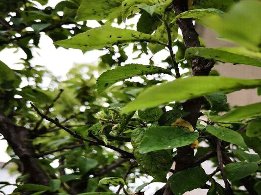 奈李管理完整视频,青奈李种植技术