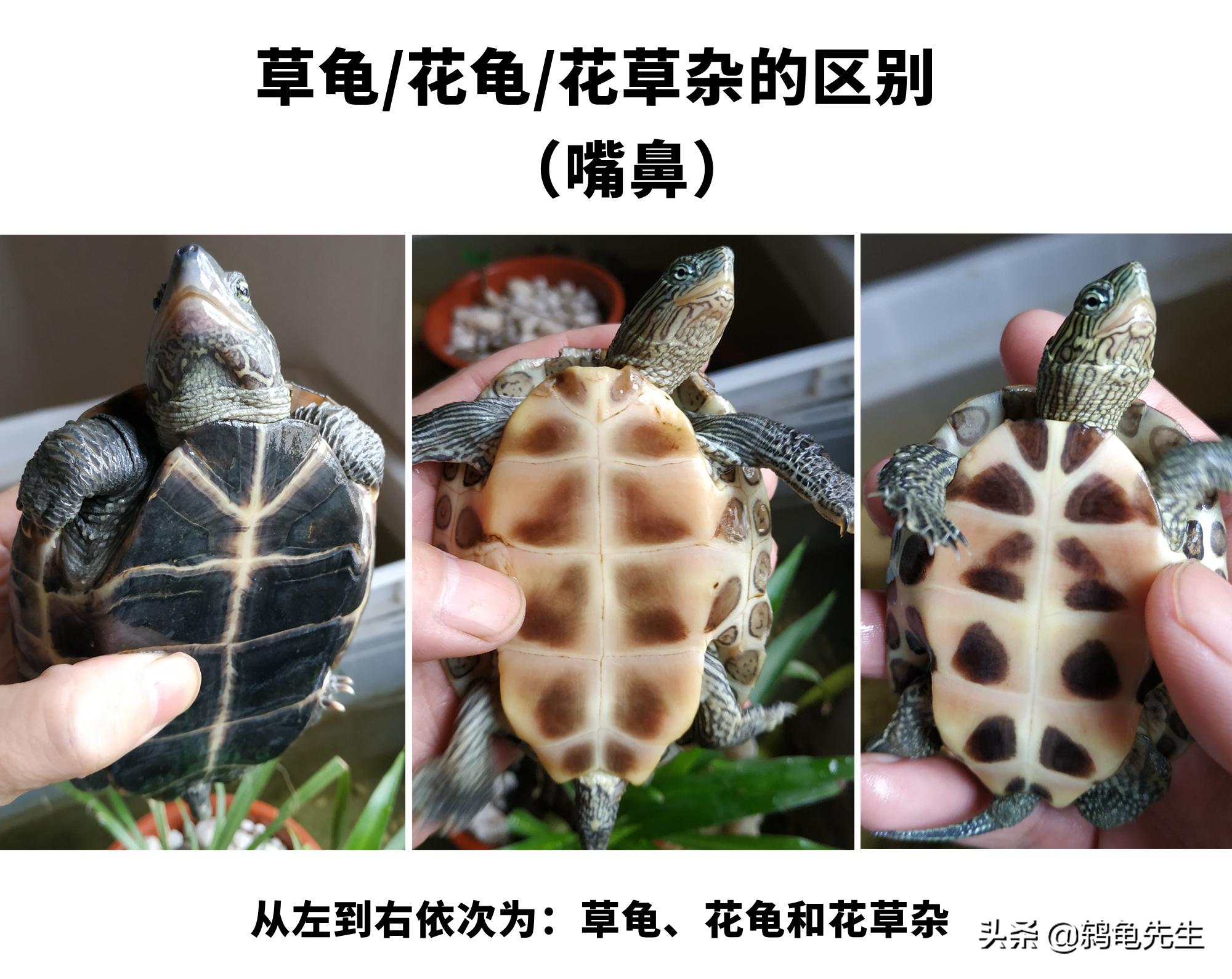 乌龟中草龟的种类介绍及图片大全,怎么辨认草龟和花龟的区别