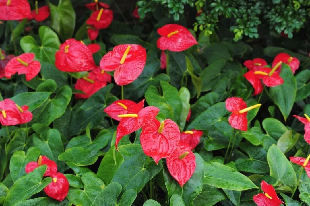 100种常见观叶植物图鉴史上最全,农村常见的100种植物