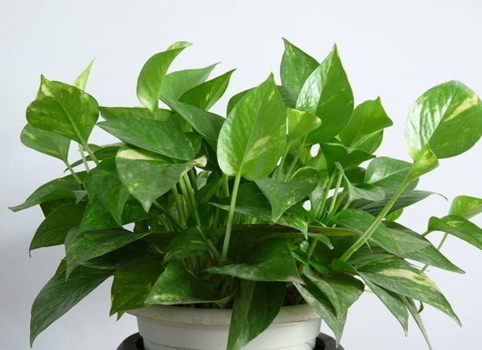 养绿萝撒化肥行吗,养绿萝用复合肥可以吗