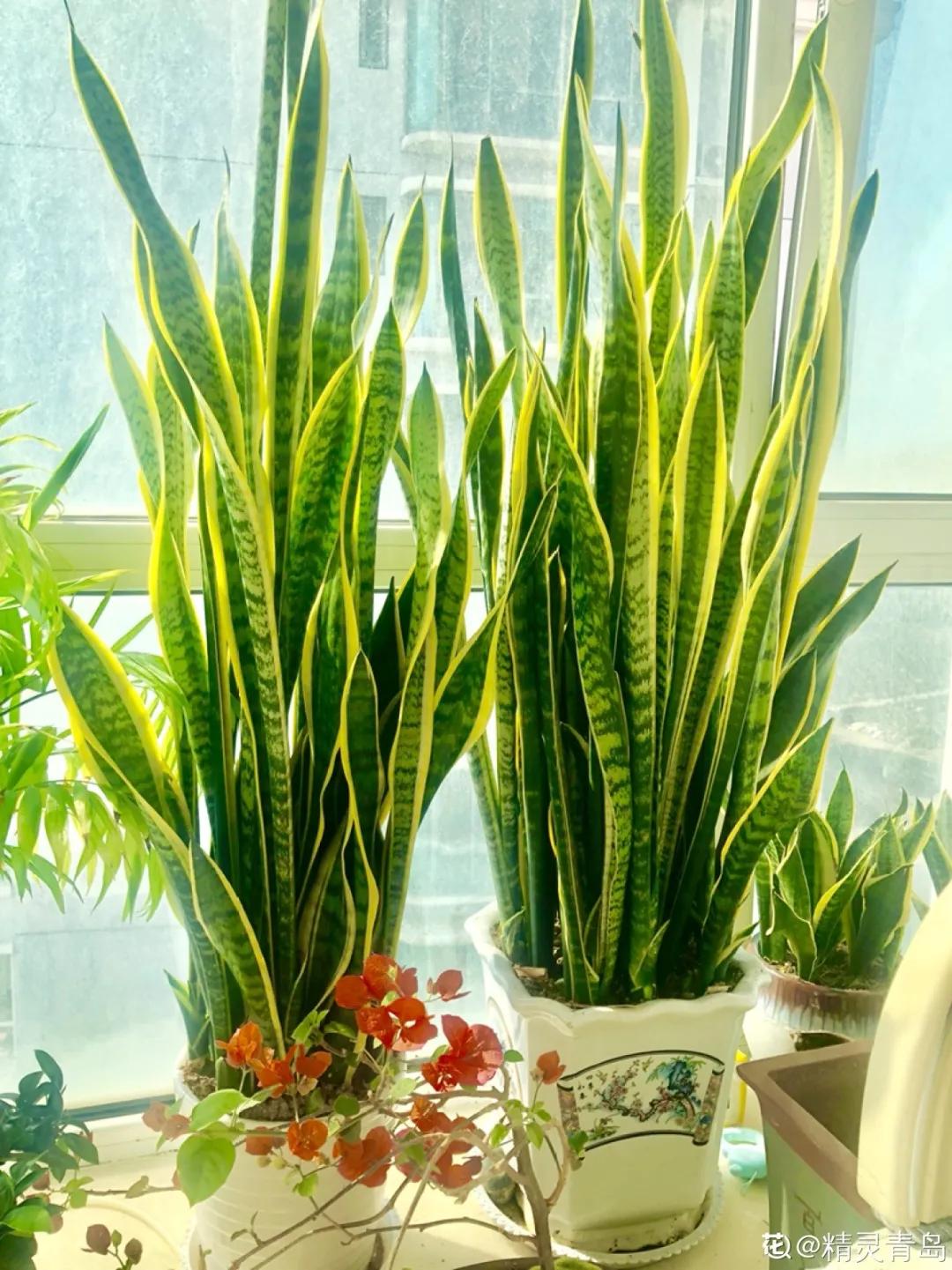 扦插花的养殖方法和技巧,养花扦插有妙招多肉