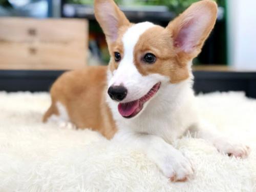 福来恩体外驱虫怎么那么贵,福来恩体外驱虫多久进入真皮层