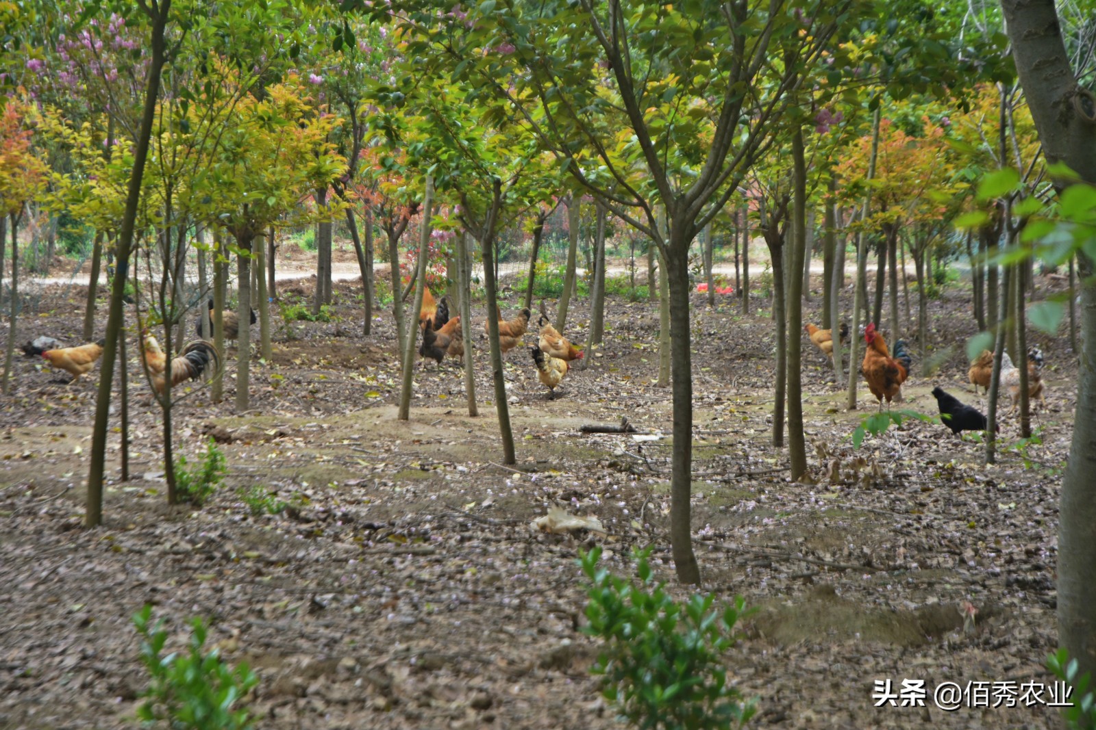 农村大叔养鸡150元一斤,农村大叔卖60元一斤