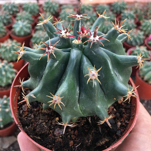 101仙人球,101个仙人球品种