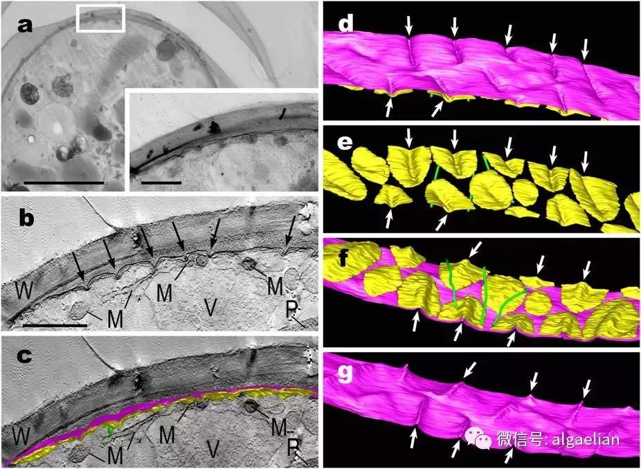 什么样的植物会有叶绿体,植物是如何拥有叶绿体