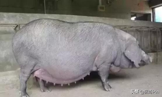 母猪预产期到了怎么不下仔猪,母猪分娩后如何降低仔猪死亡