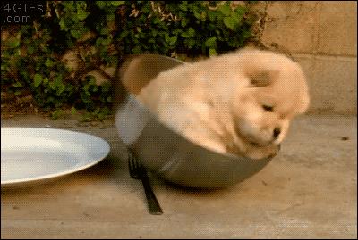 狗狗身上起红疹子是怎么回事,狗狗身上起红疹又脱毛