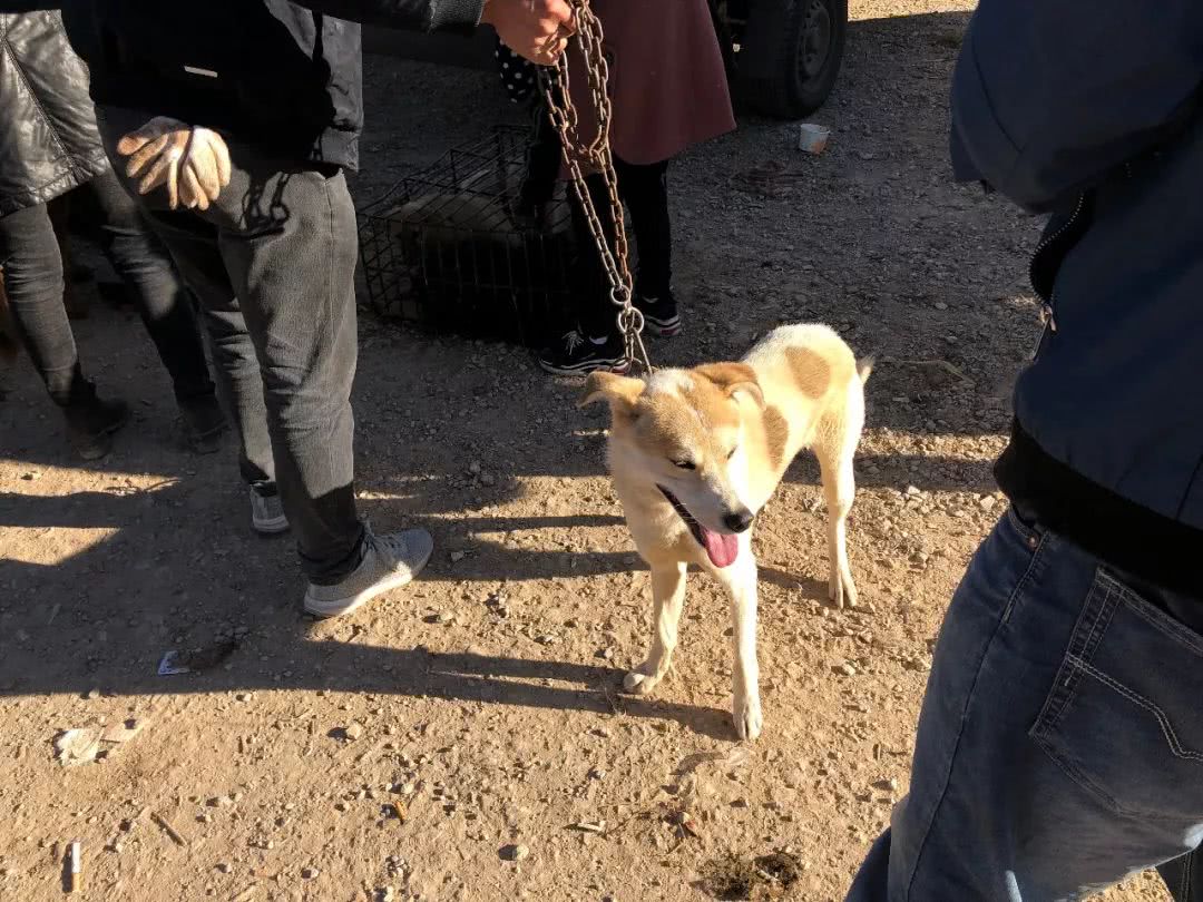 被狗贩子拐走了小狗卖到狗肉店,男子遛狗把狗卖到狗肉店