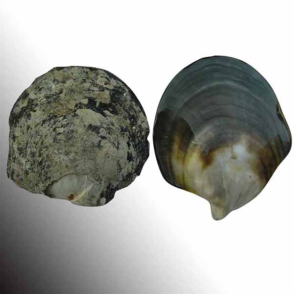 珍珠贝——用时间磨平伤痛，用温柔造就无双的美