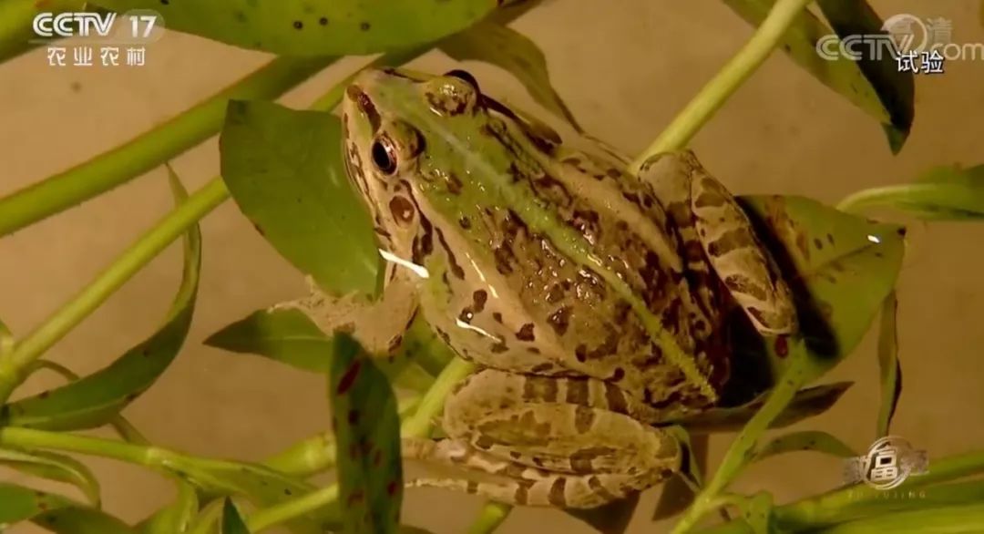 青蛙养殖和蟾蜍养殖,青蛙和癞蛤蟆能够合养吗