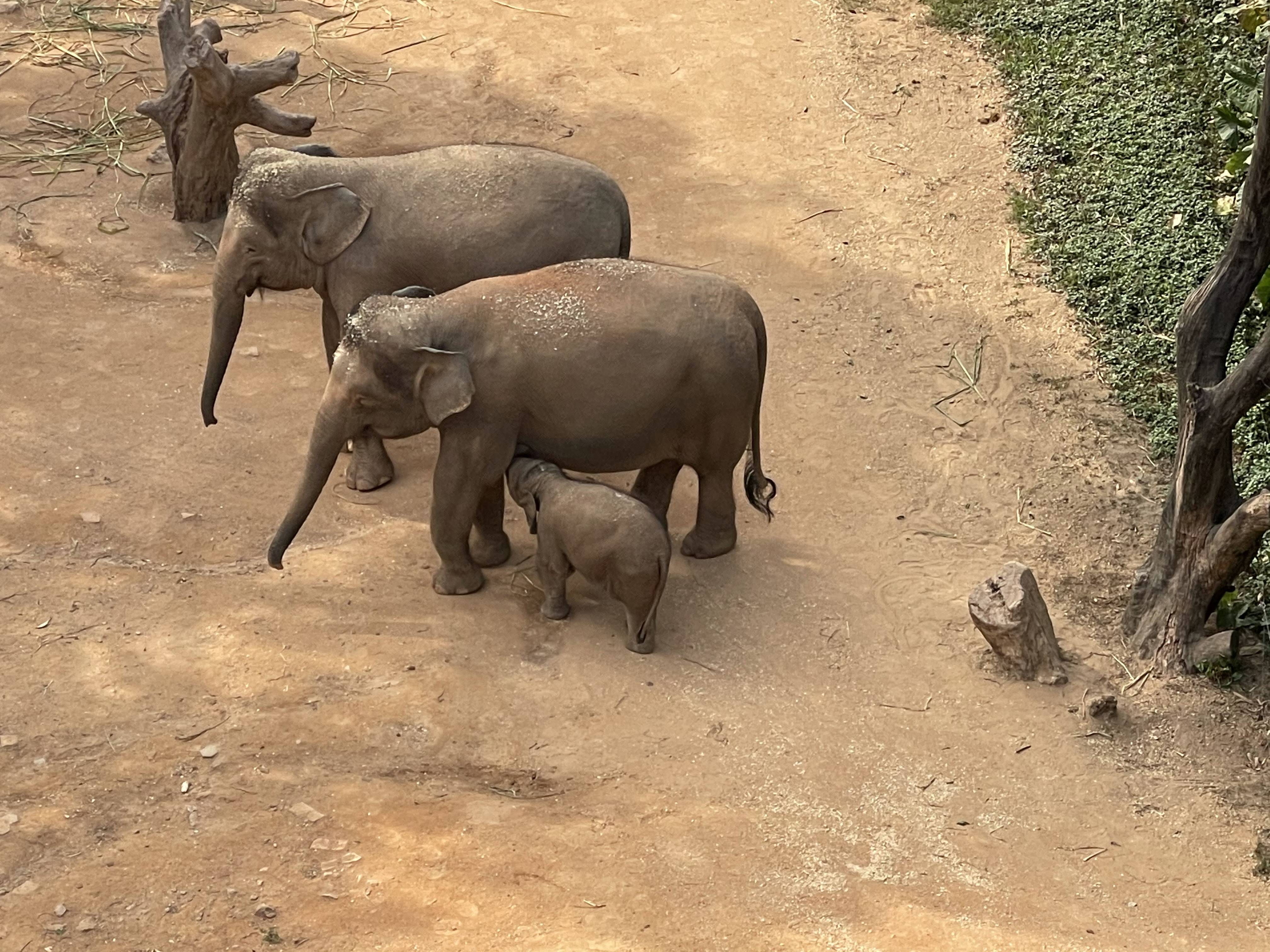 广州长隆野生动物园游玩攻略最新,长隆野生动物园亲子游三天