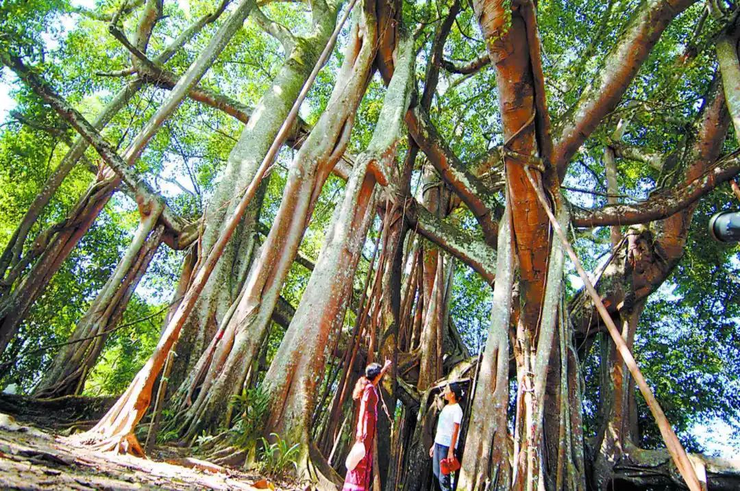 多肉长气根的原因及治疗,为啥多肉杆上长须根