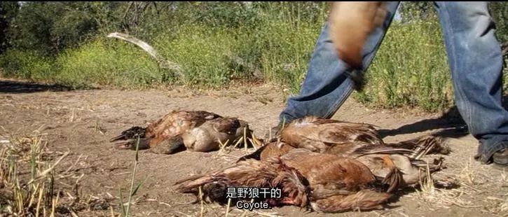 豆瓣9.3分这对夫妻打造1200亩生态农场，“堪称美版「李子柒」”