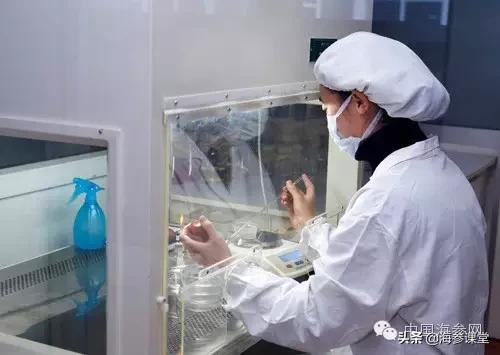 315海参质量问题,海参打假315