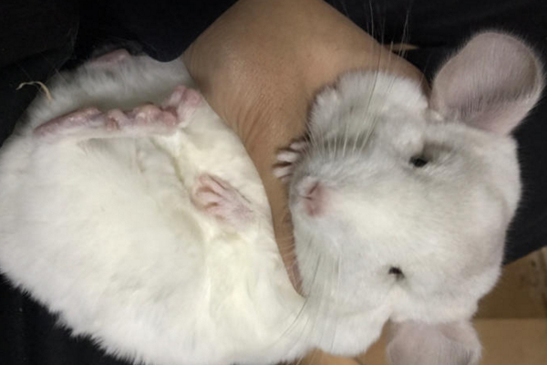 龙猫贵了怎么办,龙猫身价