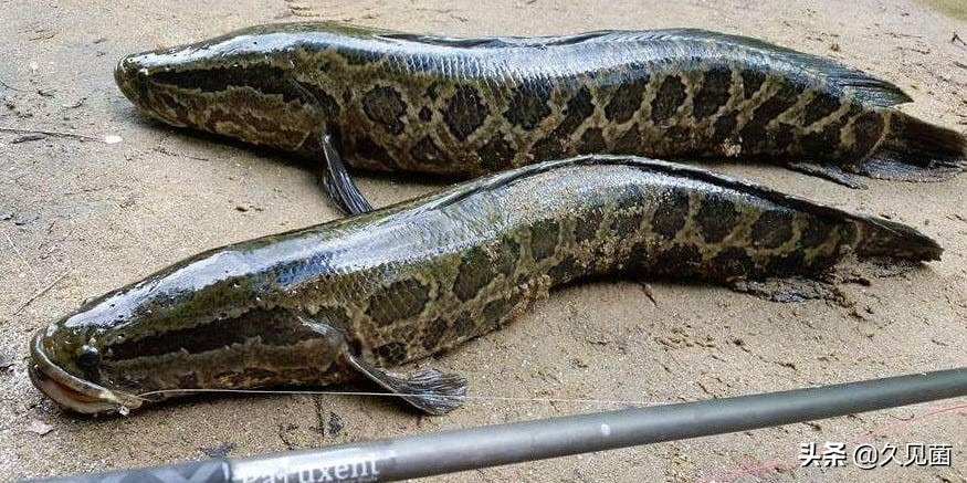 黑鱼有多凶残,中国巨型黑鱼有多大