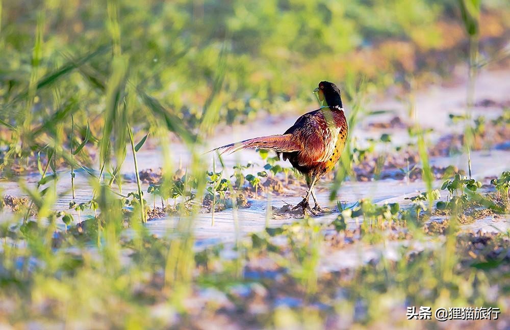 *疆新**玛纳斯县，一个有28万人口的富庶之地，还是重要的碧玉产地