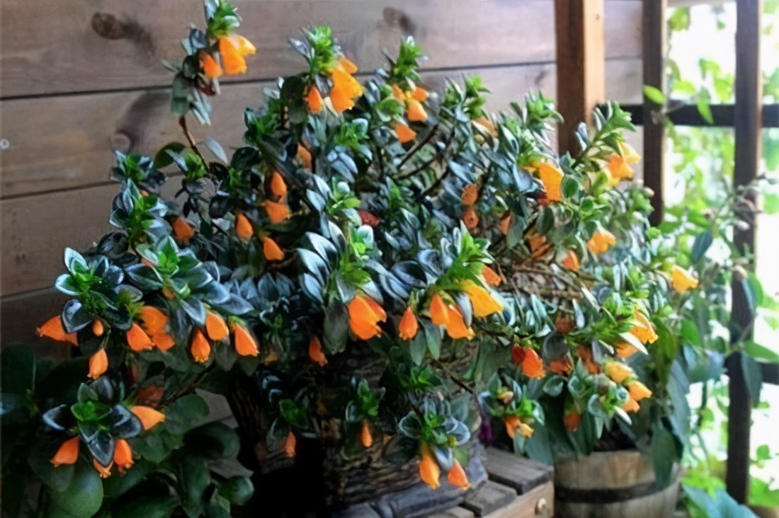 金鱼吊兰发黄最快处理方法,金鱼吊兰的生活习性和养殖方法