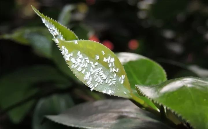 养花的虫害分类及防治,养花如何预防虫害视频教程